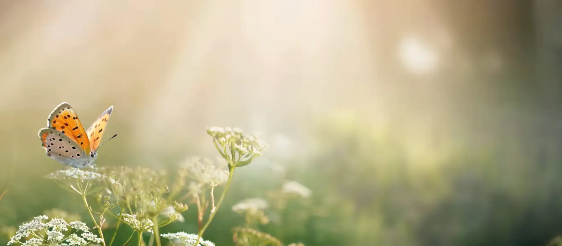 Vår Hållbarhetsrapport - Trollängen Bostad